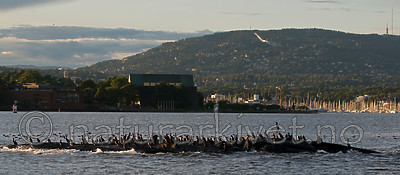 BB 11 0378 / Phalacrocorax carbo / Storskarv
